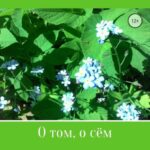 О том, о сём