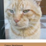 Кот-Супервизор и сын его Пушок