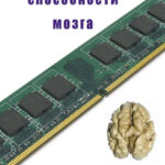 Уникальные способности мозга