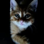 Величайшая кошка на свете, способная к психоанализу по Фрейду