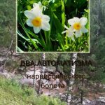 Два автоматизма нарциссического болота